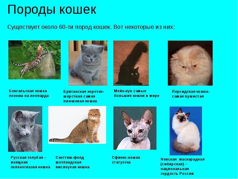 Породы кошек и их особенности