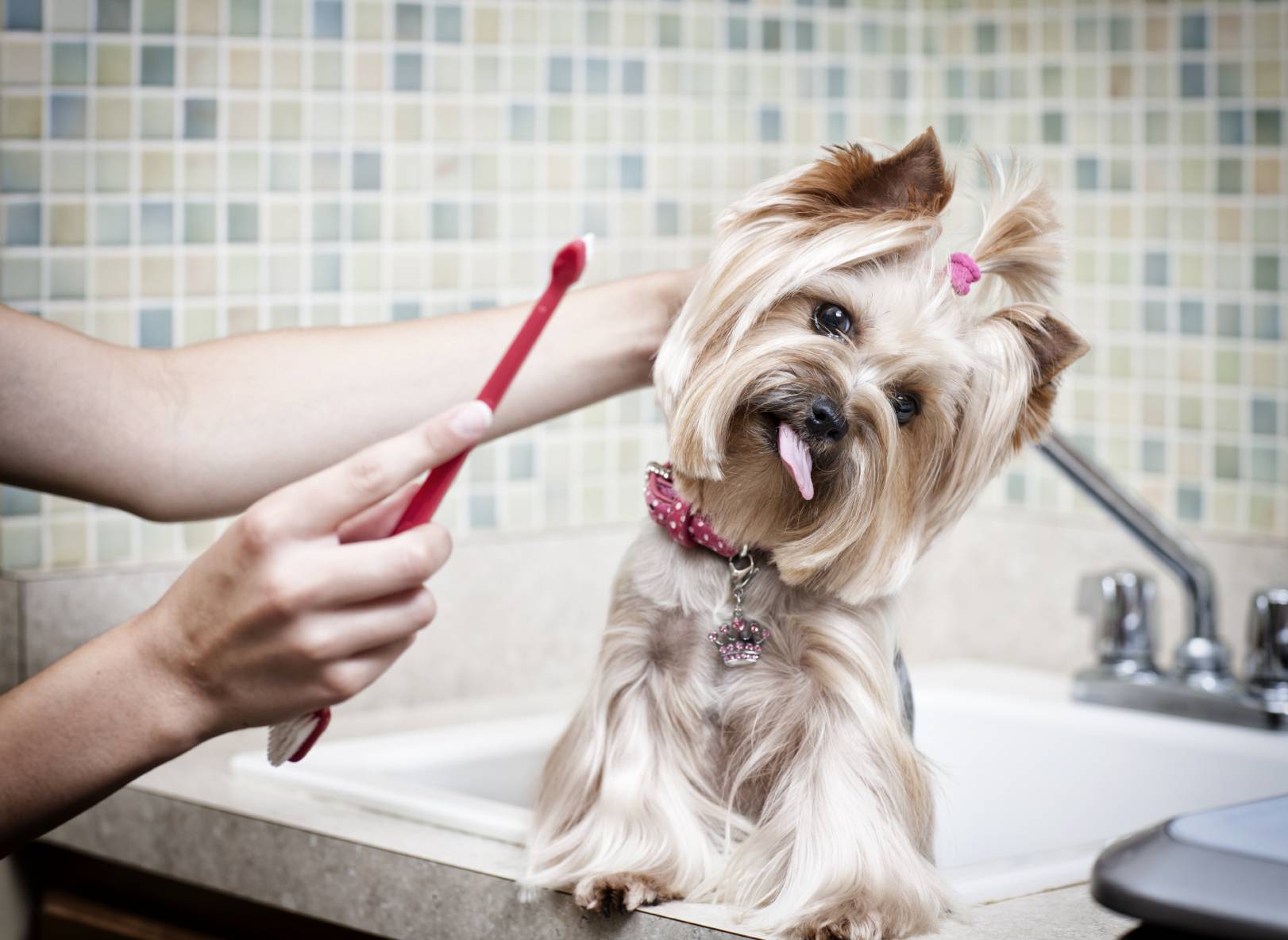 Как снять зубной камень у собаки? советы владельцам