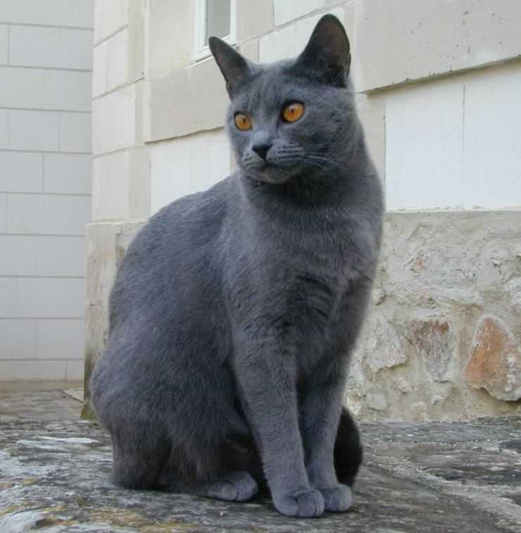 Картезианские кошки: особенности породы, характер и правила ухода