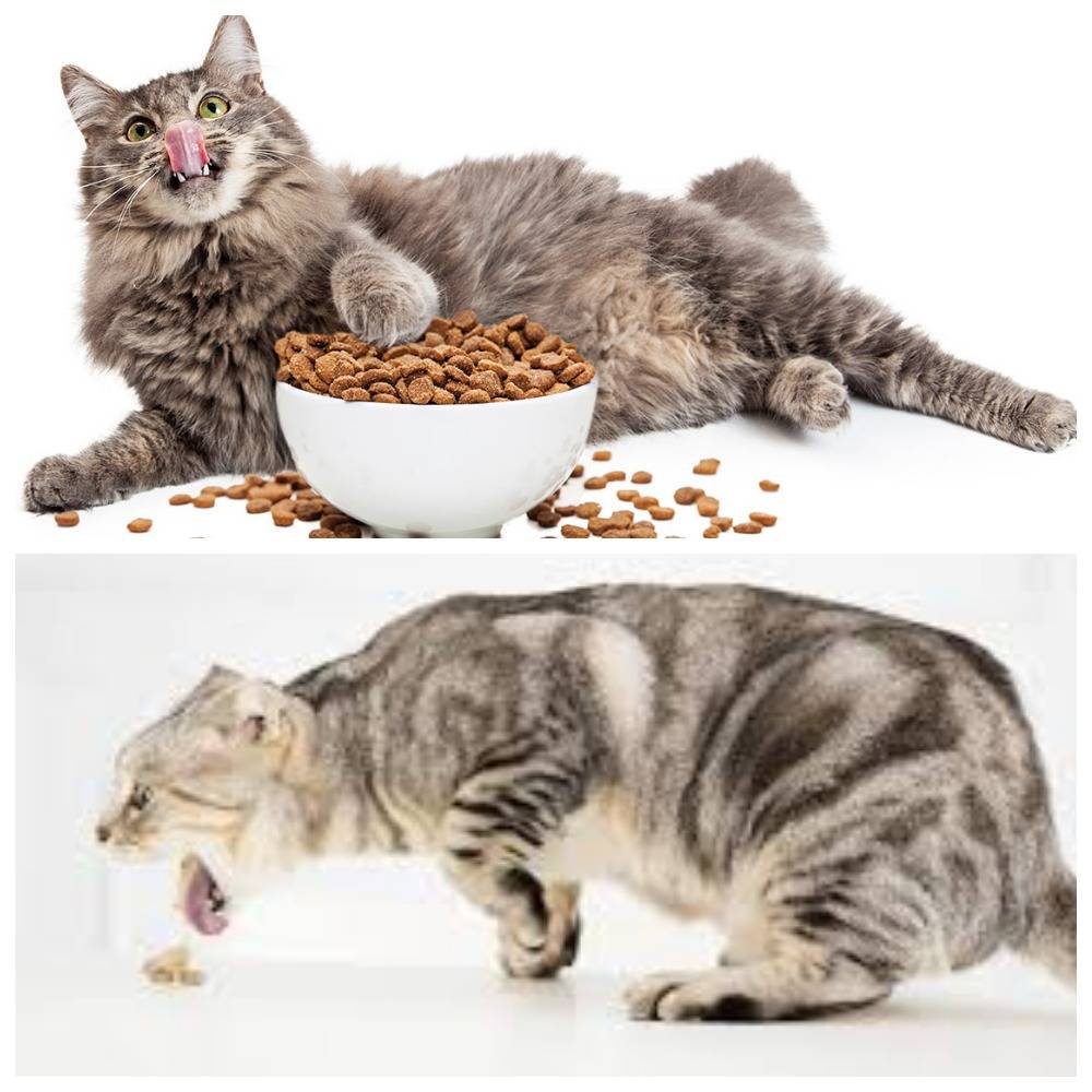 Рвота у кошек после еды. Кота воротит от еды.