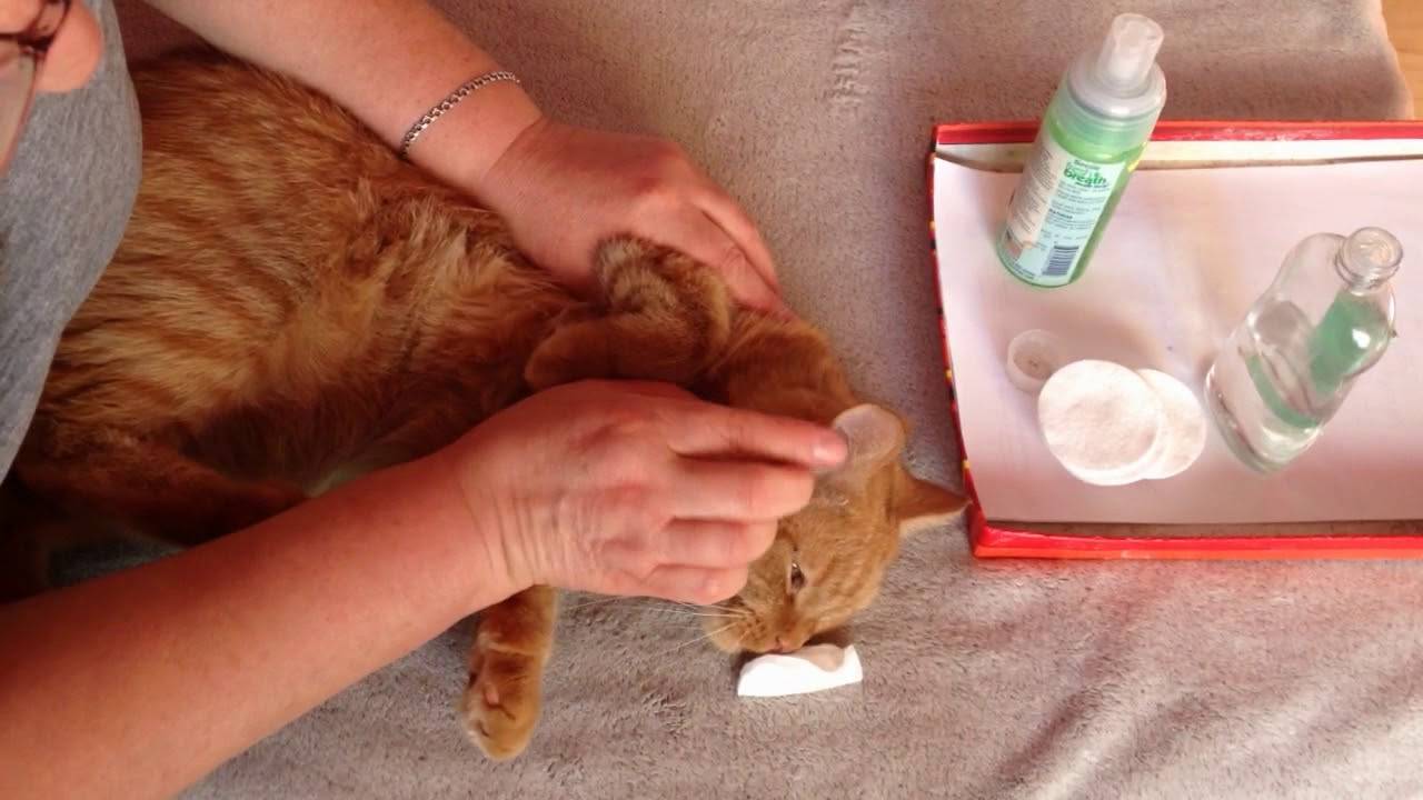 Как почистить коту уши в домашних условиях: средства, инструкции, как чистить ушные раковины кошкам и котятам