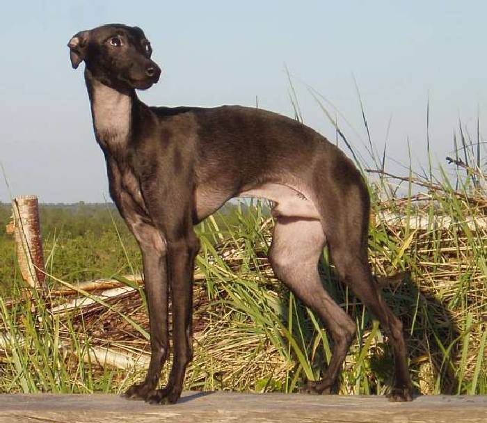 Левретки (62 фото): описание породы собак, особенности характера итальянских борзых, советы по выбору одежды для владельцев щенков