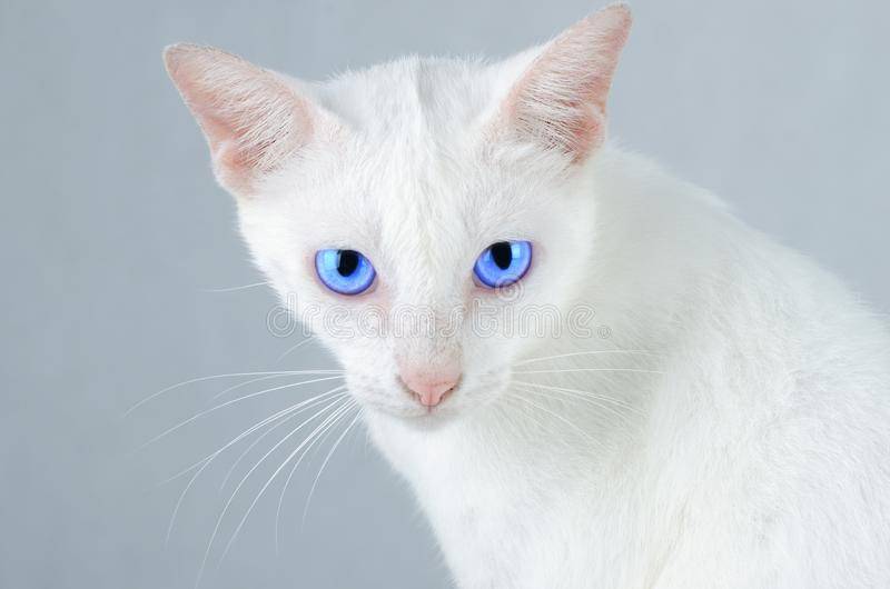 Почему белые коты глухие?