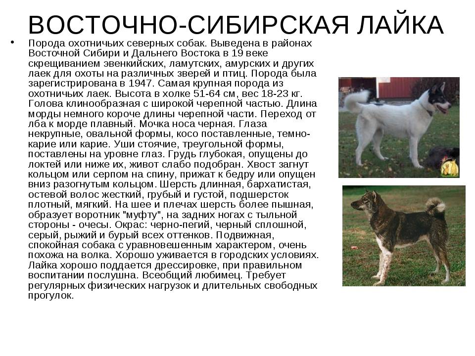 Самоедская собака: описание породы, характер, размеры