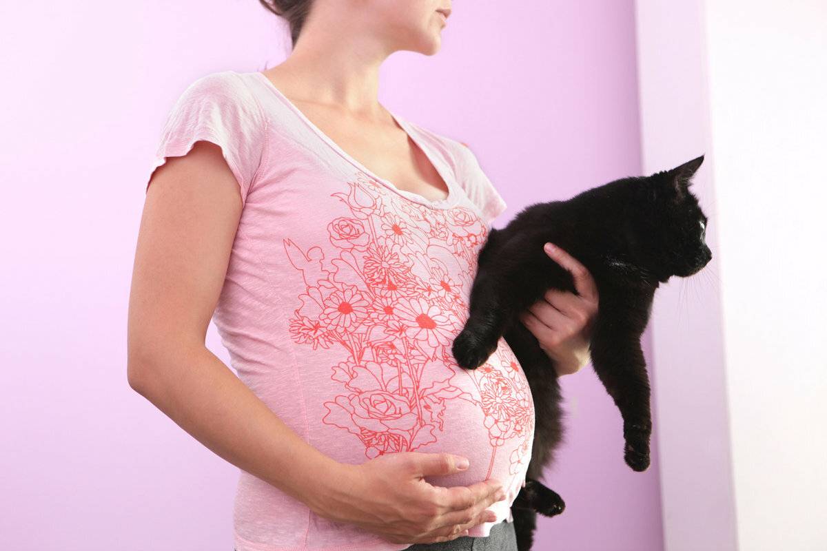Опасны ли кошки для беременных. 3 причины для беспокойства