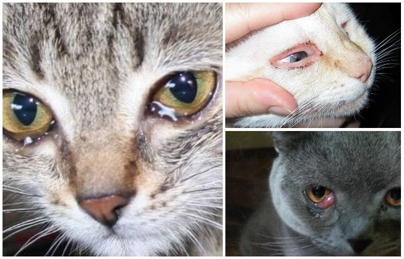 У кошки слезятся глаза: как отличить норму от патологии, уход в домашних условиях