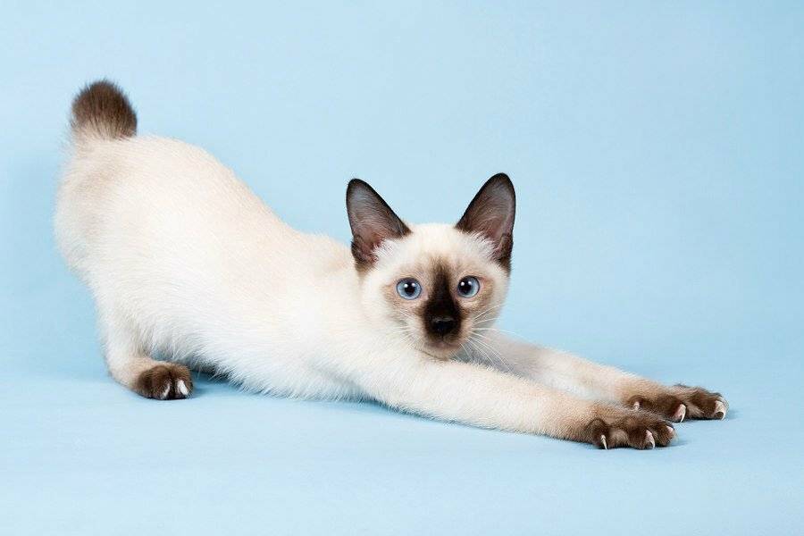 Скиф-тай-дон — миниатюрная кошка с собачьими повадками