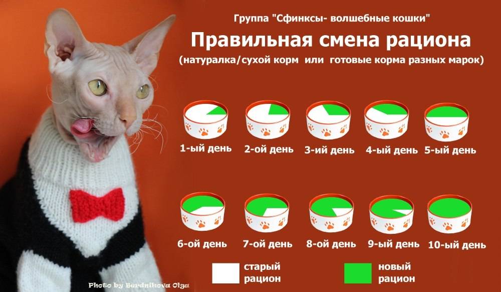 Питание кошек сухим кормом: правила, рекомендации владельцам
