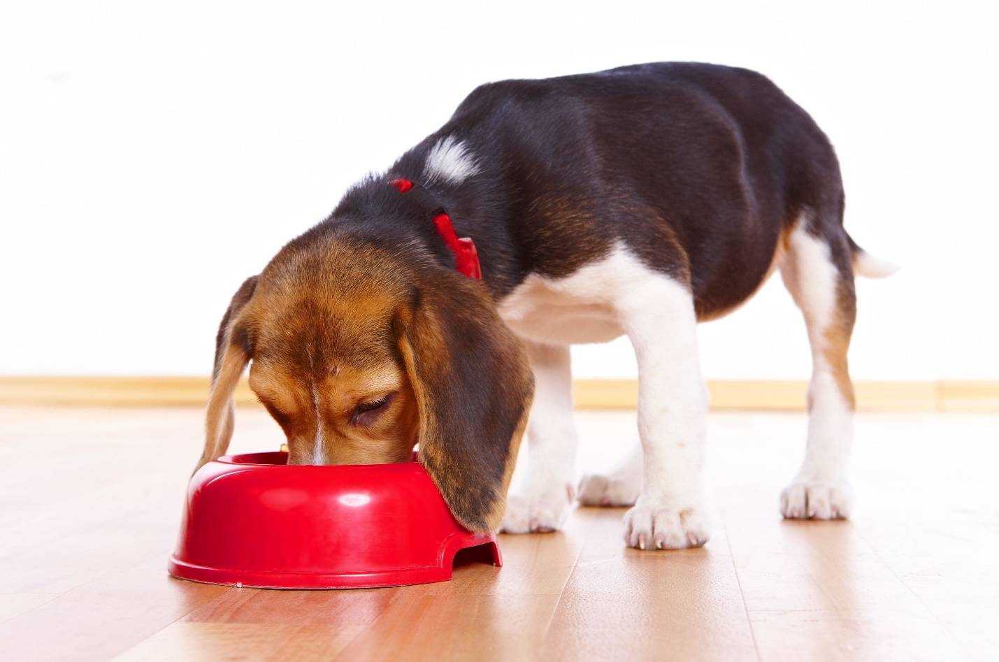 Содержание самоедской лайки в домашних условиях: уход за собакой, правильное кормление и особенности выгула
