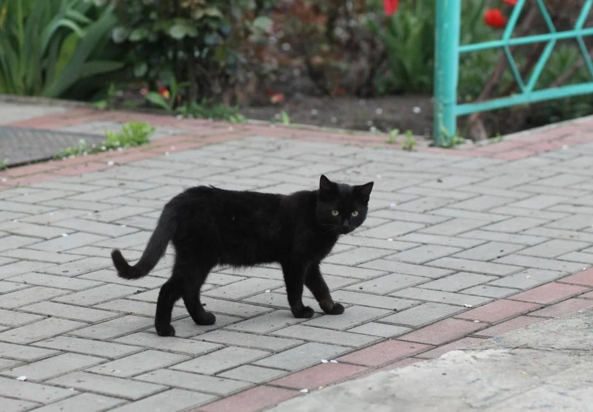 6 причин почему черный кот в доме это хорошо