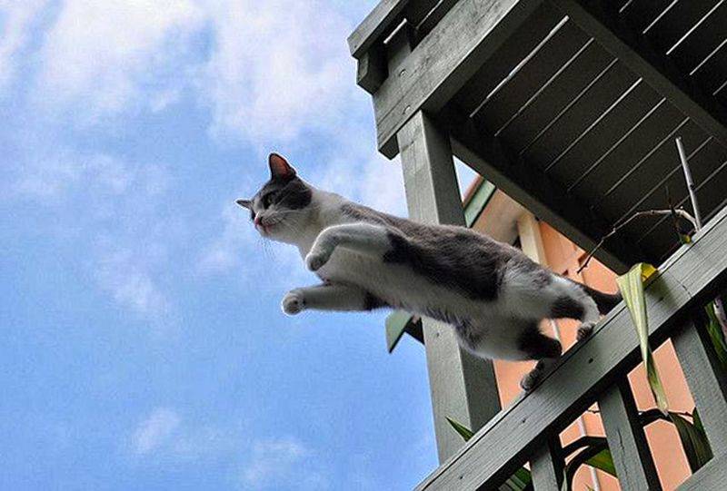 Sos! котик разбился, упав с балкона. кто-нибудь лечил кошачьи чмт? - страна мам