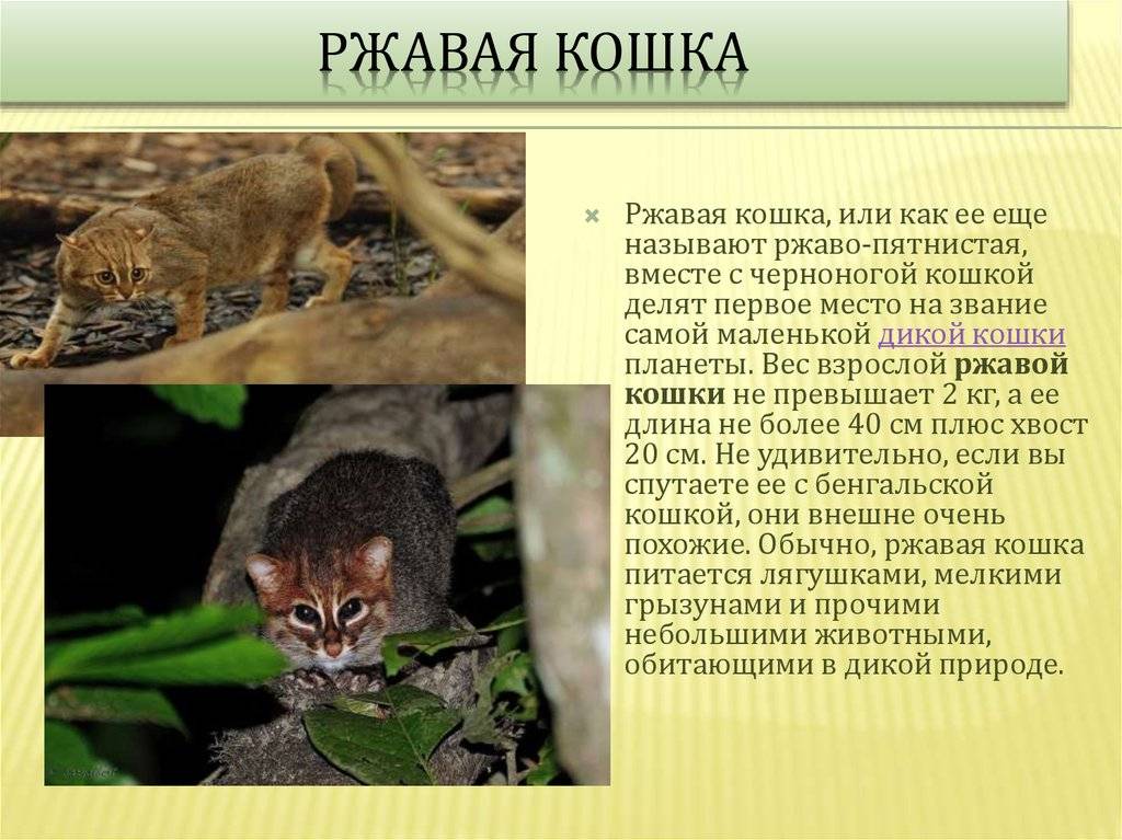 Суматранская кошка: прелестный зверёк из лесов индонезии