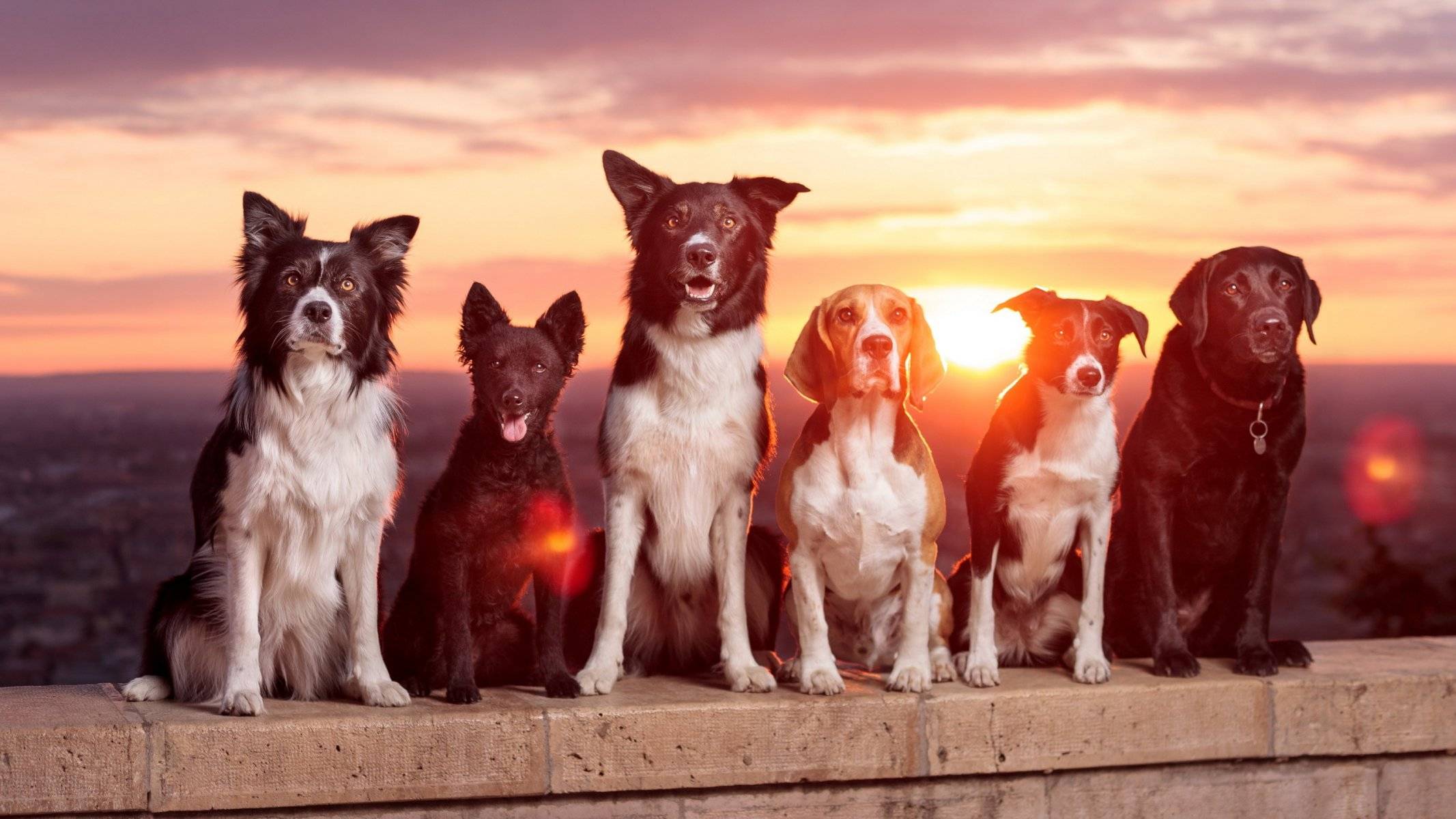 5 самых жизнерадостных пород собак