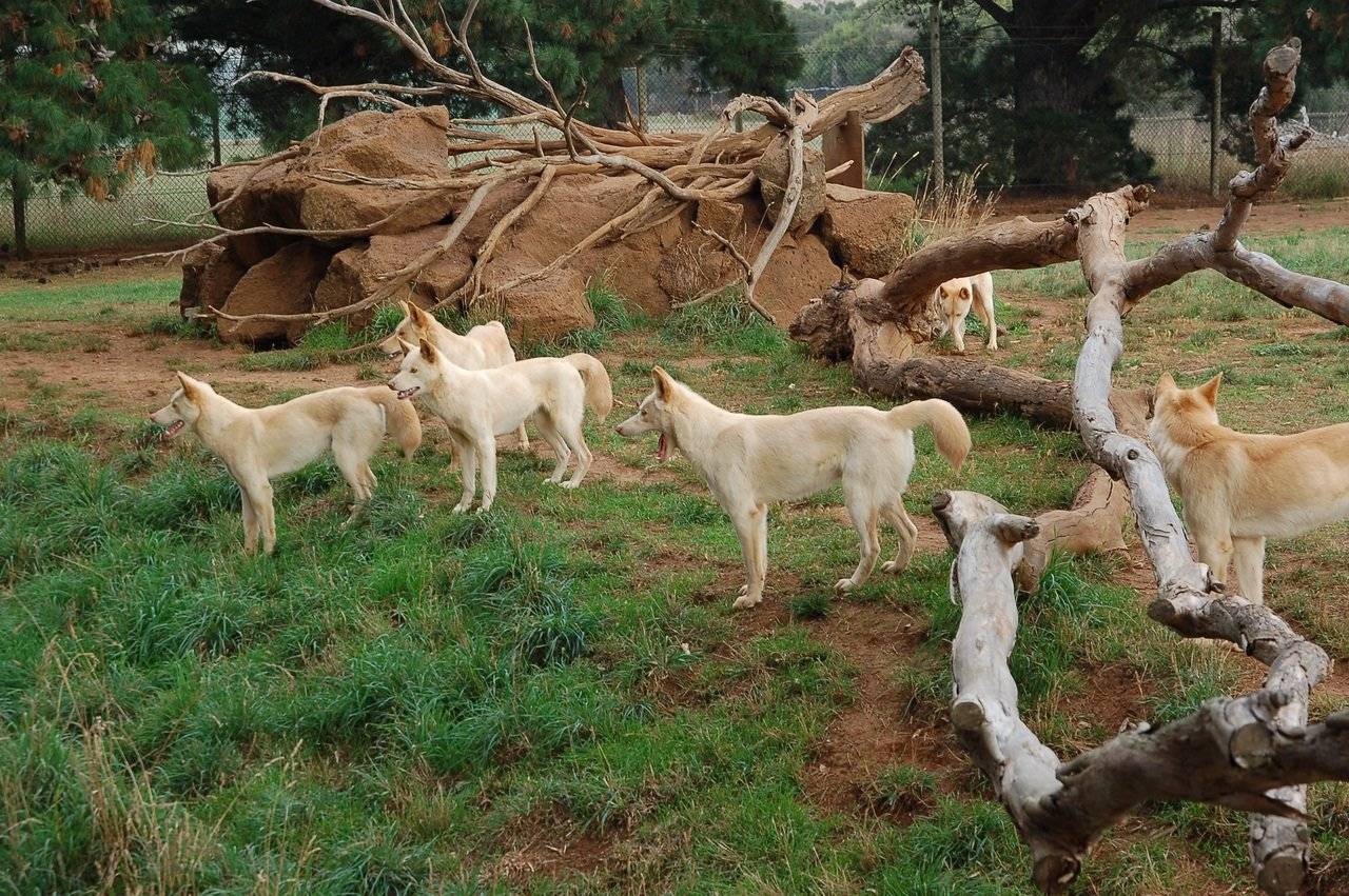 Дикая собака динго: необычная порода из австралии