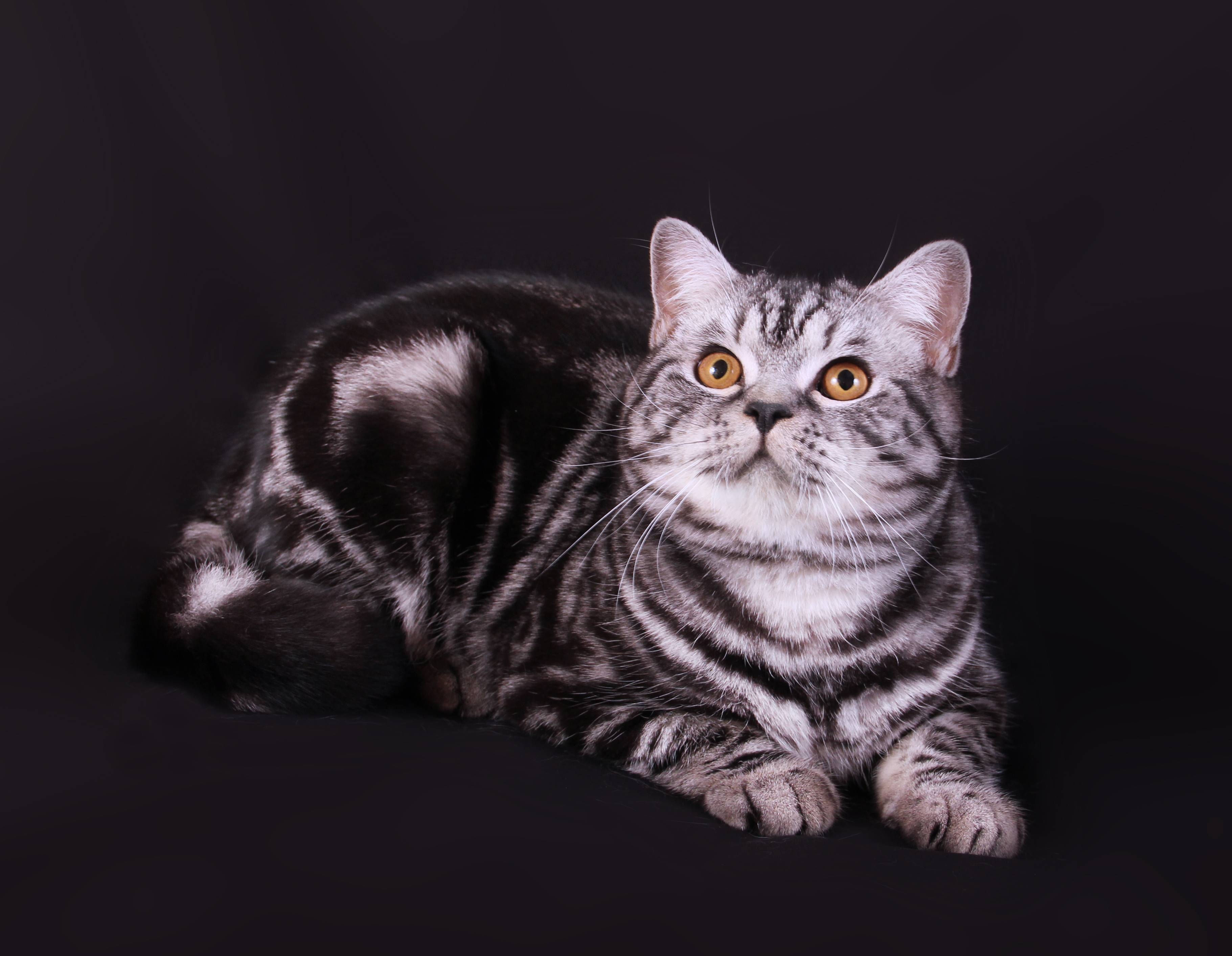 Прямоухая шотландская кошка: описание, фото