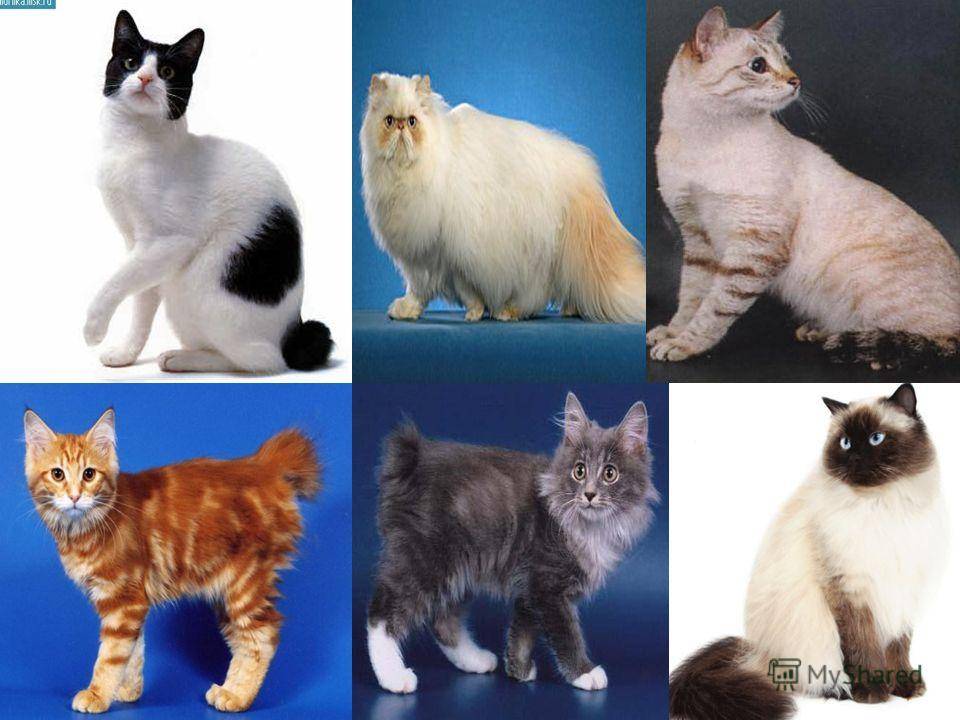 Обзор самых популярных пород кошек в россии