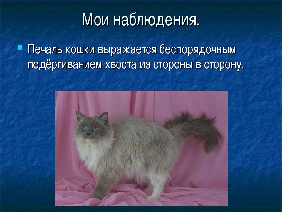 Зачем кошке хвост - троение хвоста кошки, генетические аномалии. | caticat.ru