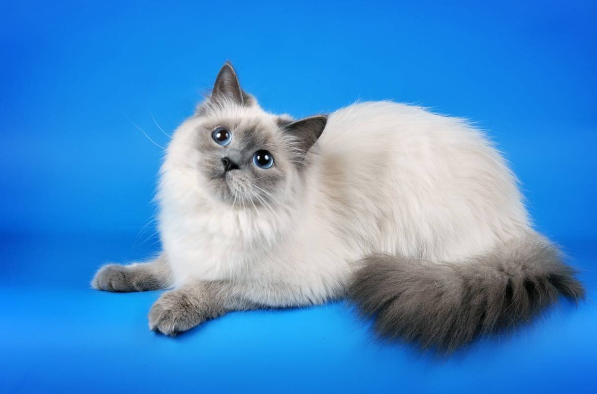 Особенности невской маскарадной кошки: характер, достоинства и недостатки, отзывы