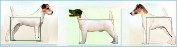 Особенности размножения собак породы джек рассел терьер: течка, вязка, беременность и роды