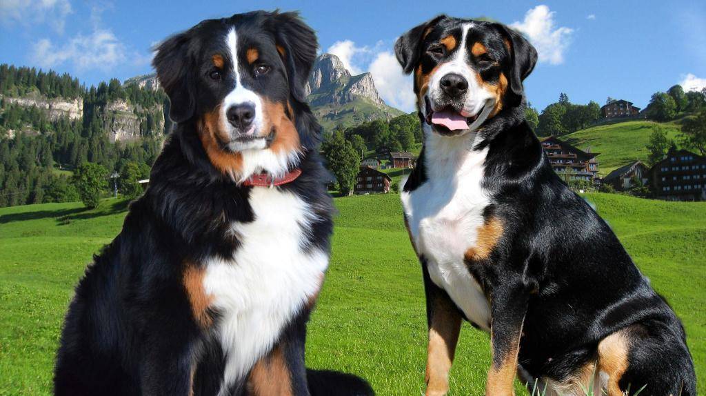 Топ-10 – самые добрые породы собак в мире