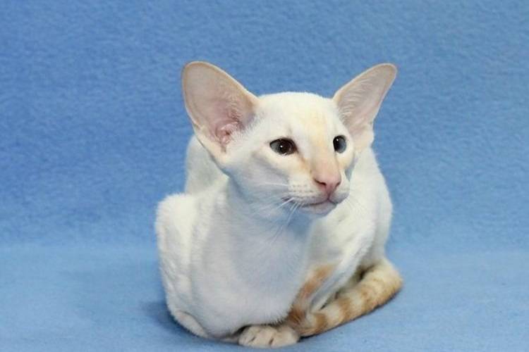 Калифорнийская сияющая кошка: фото, цена, описание породы, характер, видео