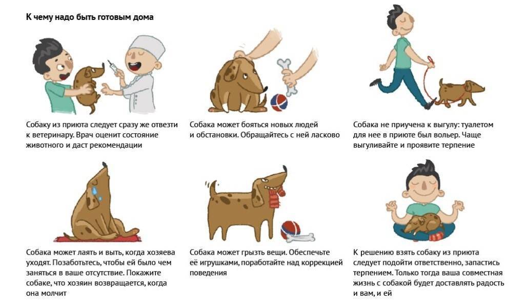 7 правил поведения адекватной и здоровой кошки - gafki.ru