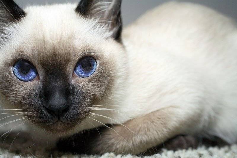Тонкинская кошка (тонкинез) – все о породе: внешний вид, характер, уход и содержание, кормление