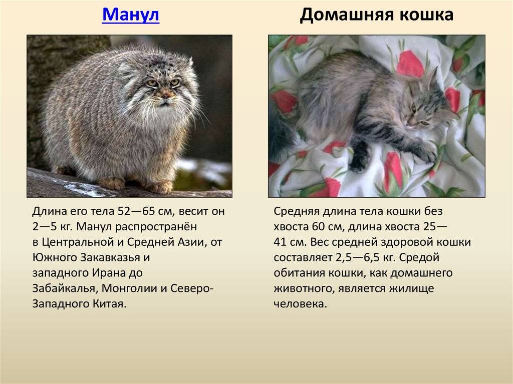Манул: образ жизни кота, среда обитания, содержание в неволе, фото, можно ли приручить дикого котенка