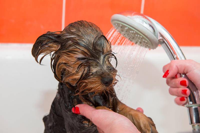 Испытание водой — как мыть щенка йорка, купать взрослую собаку правильно? банный день для йоркширского терьера – как купать йорка? как мыть йоркширского терьера.