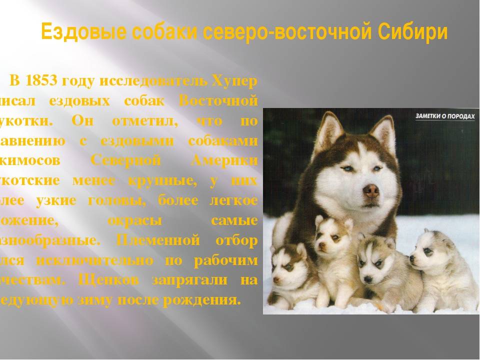 Якутская лайка собака. описание, особенности, уход и цена породы | животный мир