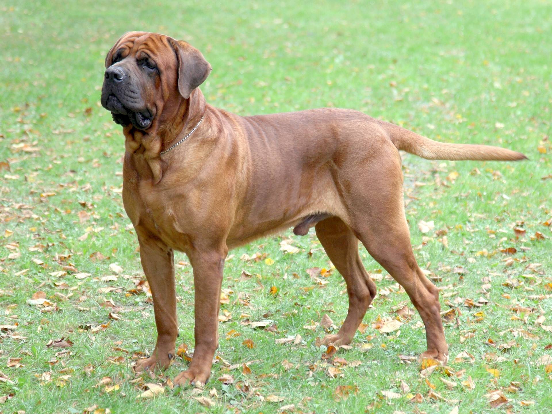Бойцовские породы собак топ-20: описание с фото и названиями