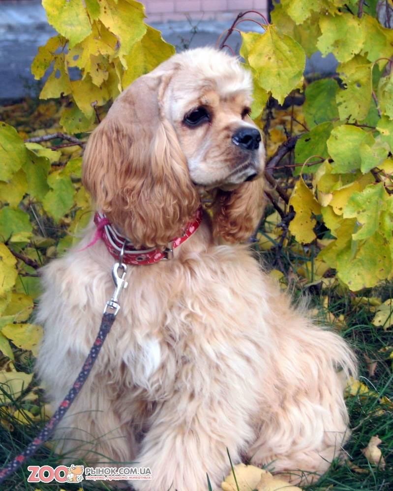 Английский кокер-спаниель: описание породы, характер собаки и щенка, фото, цена
