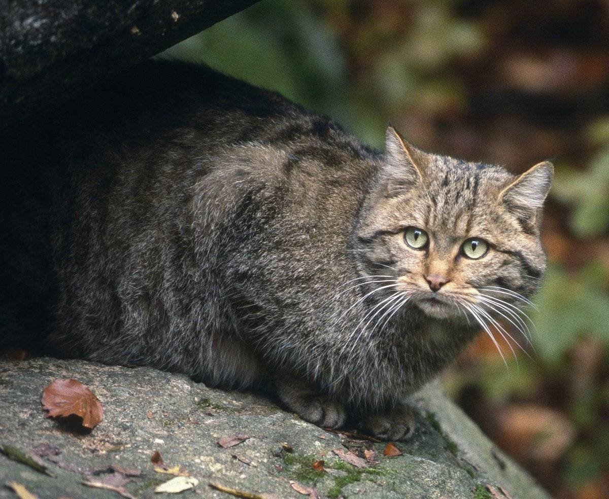 Лесной кот — википедия