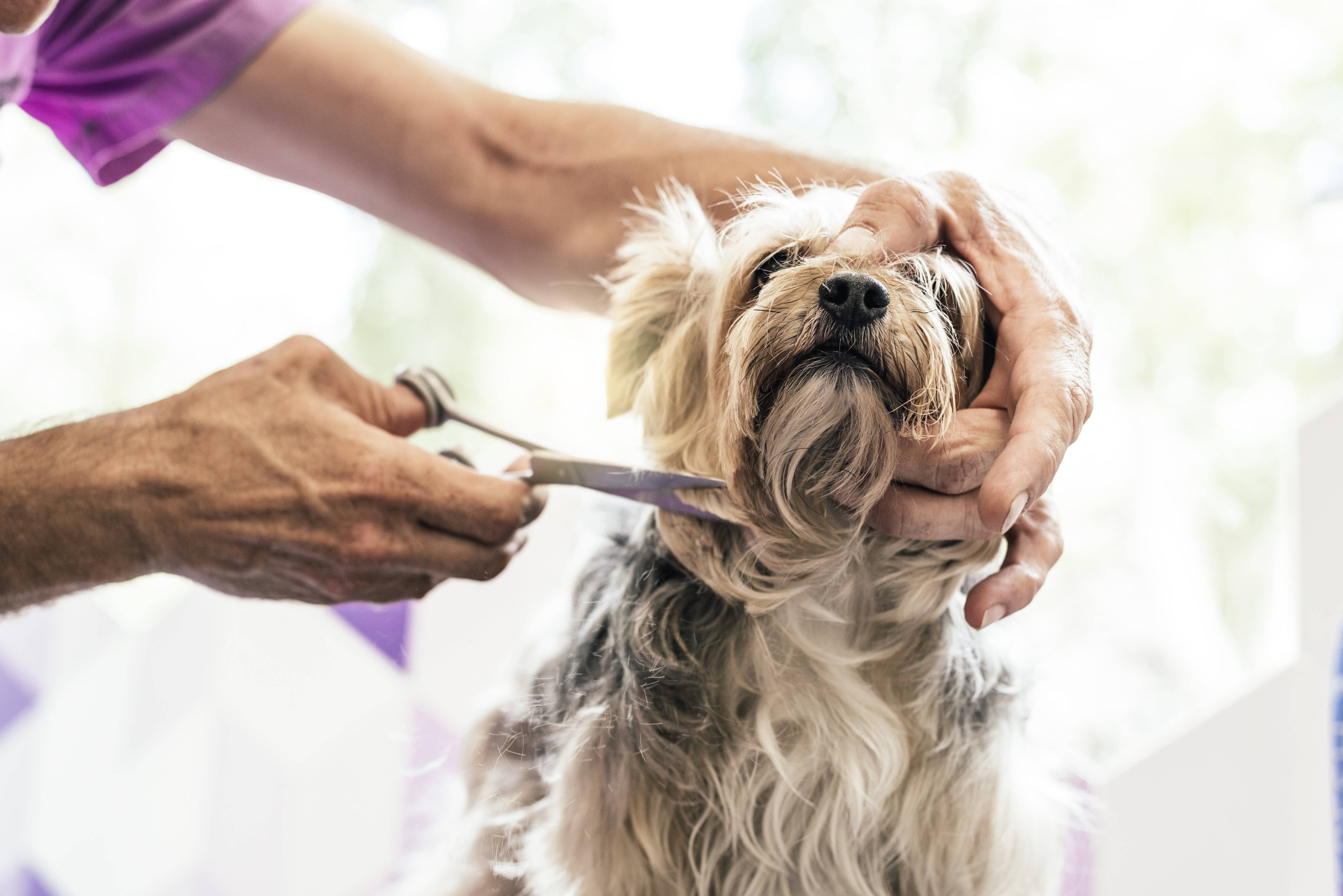 Все, что нужно знать о собачьих стрижках: причины, стрижка в салоне и дома