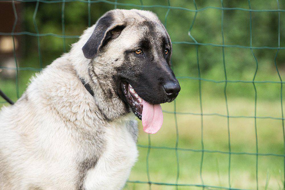 Кангал (турецкий волкодав): фото и описание породы собак