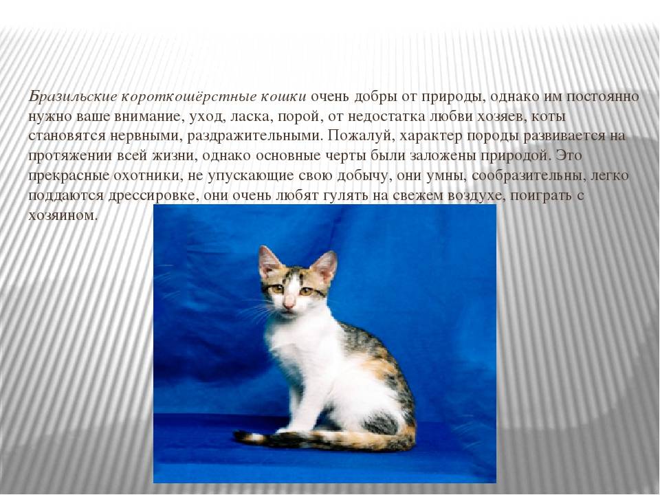 Европейская короткошерстная кошка: все о кошке, фото, описание породы, характер, цена