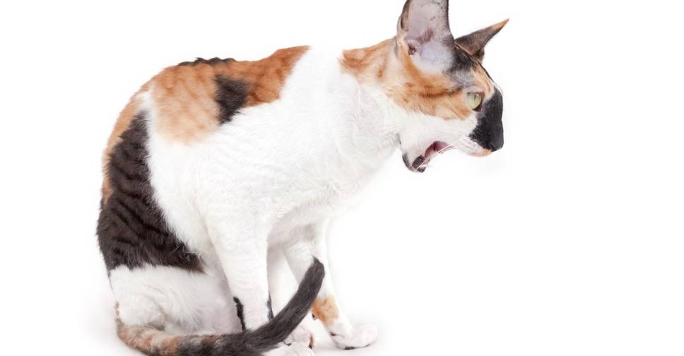 Рвота у кошки после еды - причины и лечение
