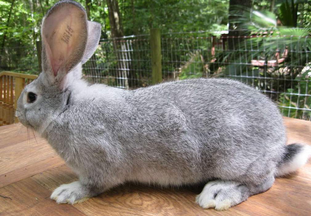 Декоративные кролики: 90 фото самых неприхотливых пород и информация по разведению