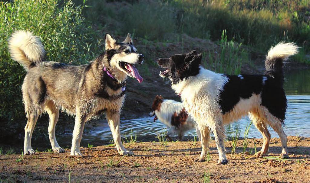 Охотничья собака лайка: как выглядит, разновидности, описание, уход и характер, фото