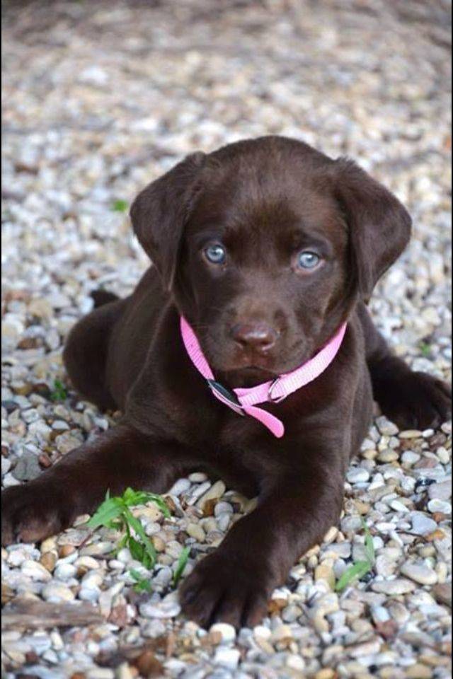 Шоколадный лабрадор-ретривер: как выглядит щенок с голубыми глазами на фото и какой кличкой назвать взрослого питомца мальчика