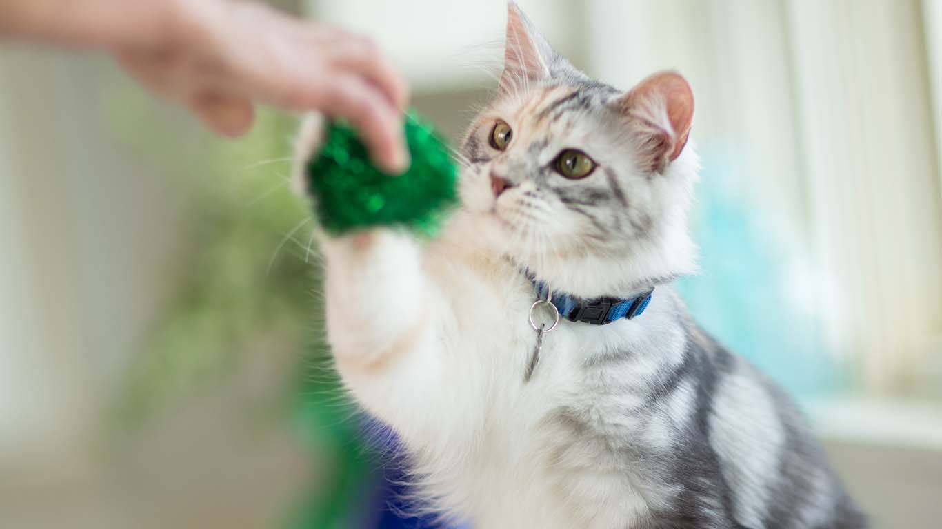 Домашняя дрессировка кошек