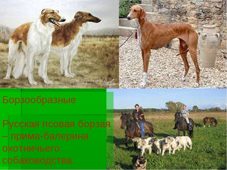 Аборигенные породы собак: список и особенности