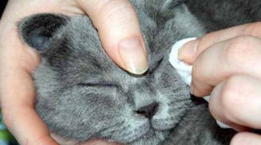У котенка гноятся глаза: причины и лечение в домашних условиях