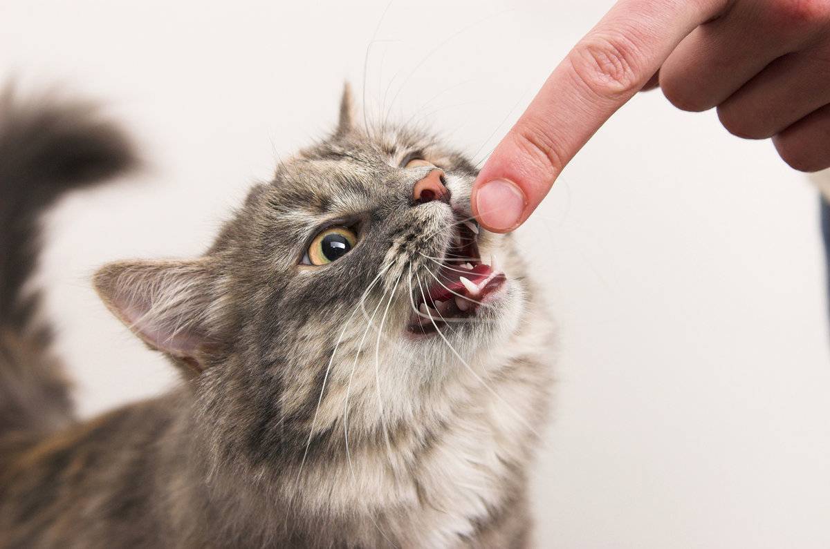 Как отучить котенка кусаться, царапать руки и ноги, когда его гладишь