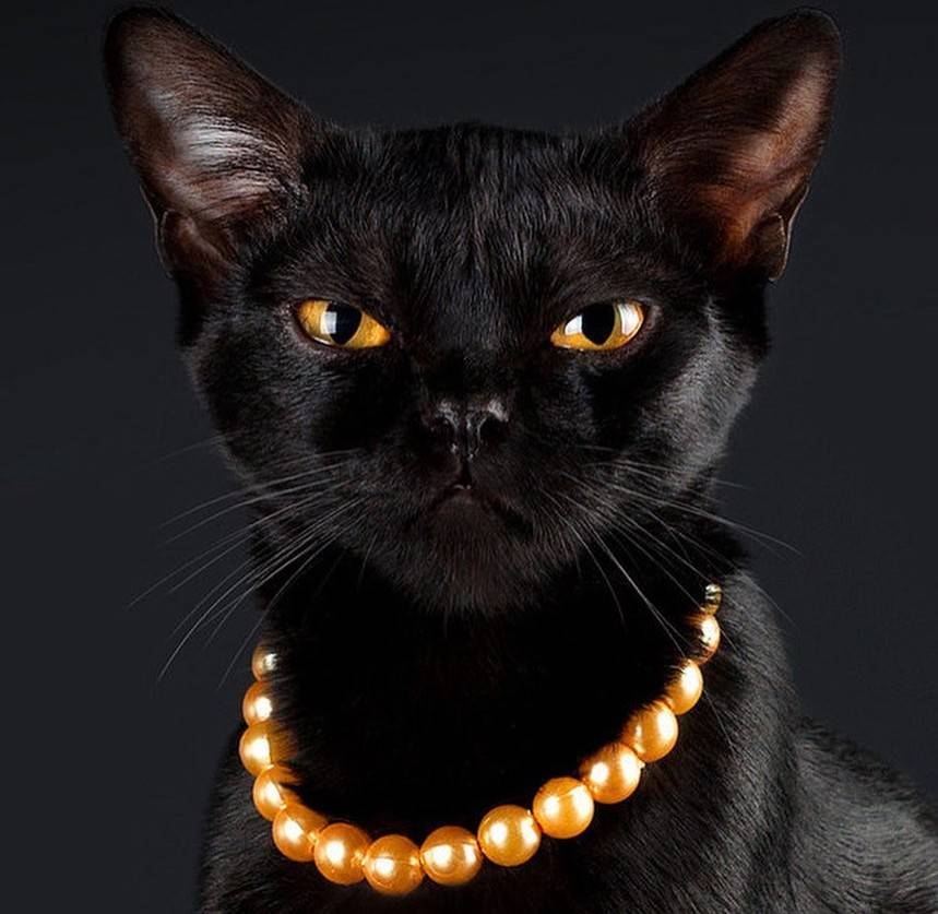 Бомбейская - порода кошек - информация и особенностях | хиллс