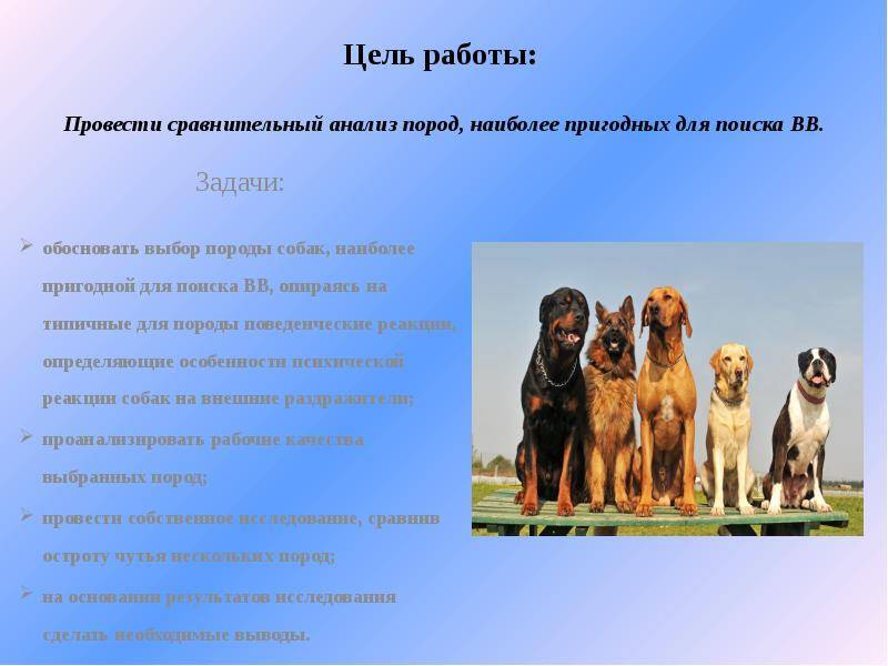 Порода собак ховаварт: описание, стандарт и отзывы владельцев