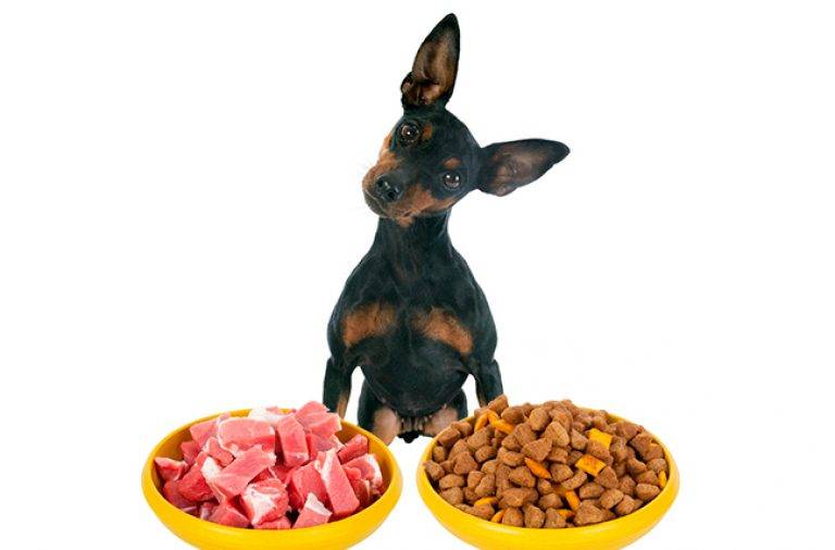 Натуральный рацион питание и сухое кормление собак породы той-терьер