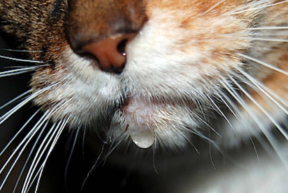 Густые слюни у кота. у котенка текут слюни — причины и лечение