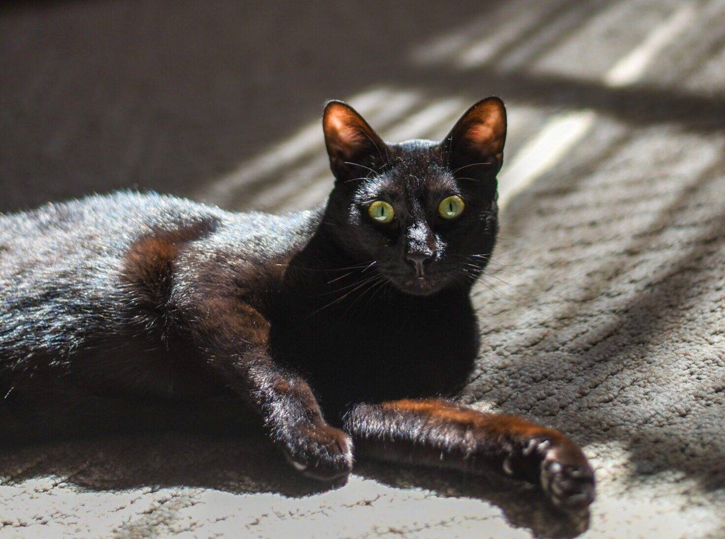 Бомбейская кошка. описание, особенности, цена и уход за бомбейской кошкой | животный мир