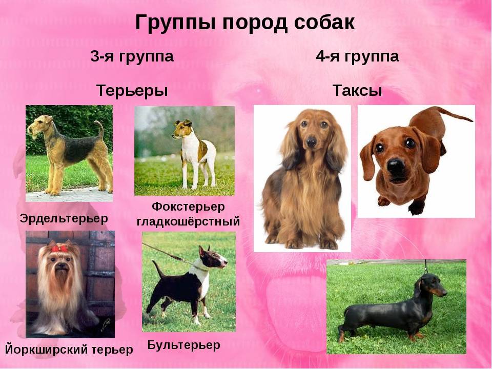 Декоративные собаки: 20 лучших пород с названием, описанием и фото